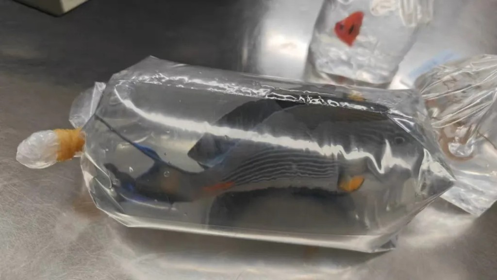 涉案的2條活魚分別為「紅海刺尾魚」及「胄刺尻魚」。海關發佈 涉案的2條活魚分別為「紅海刺尾魚」及「胄刺尻魚」。海關發佈