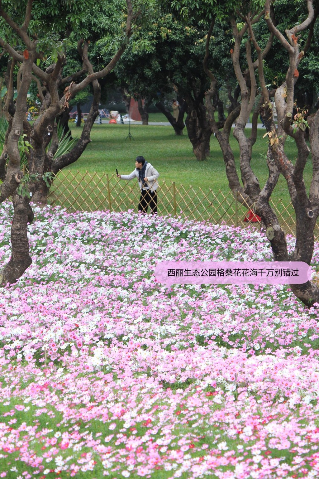 位於南山區的西麗公園是深圳菊花展分會場之一。（圖：Lizbeth＠小紅書）