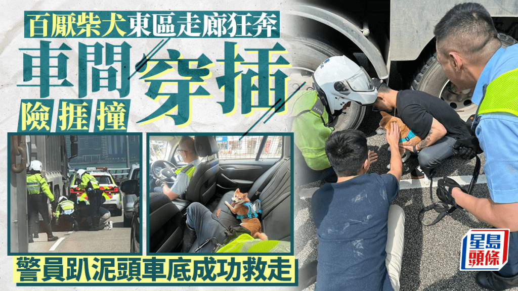 東區走廊上演救狗記 柴犬周圍跑匿泥頭車底 警封一線成功拯救