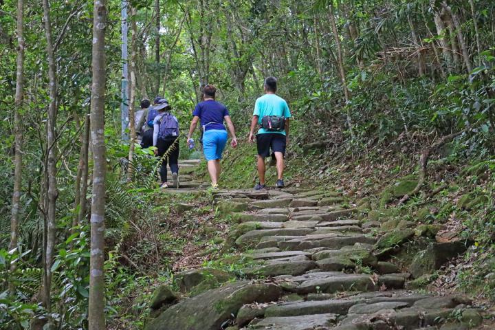 茅坪古道算是最多树荫的一条行山路线之一（图片来源：渔农自然护理署）