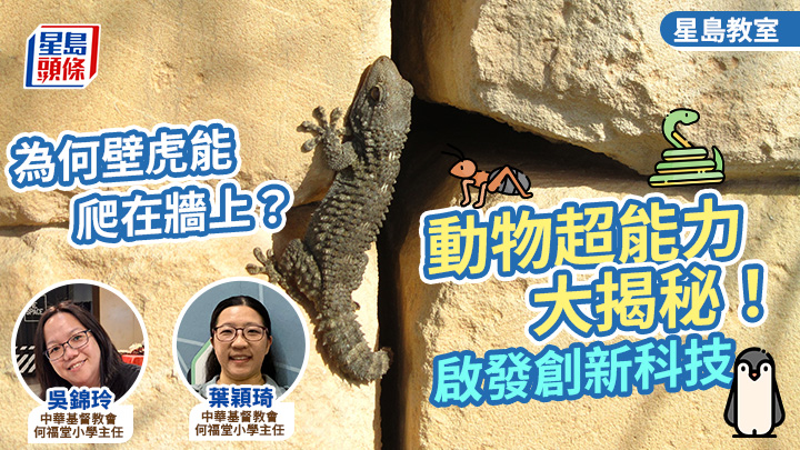 STEM｜為何壁虎能爬在牆上？動物超能力大揭秘 啟發創新科技｜星島教室