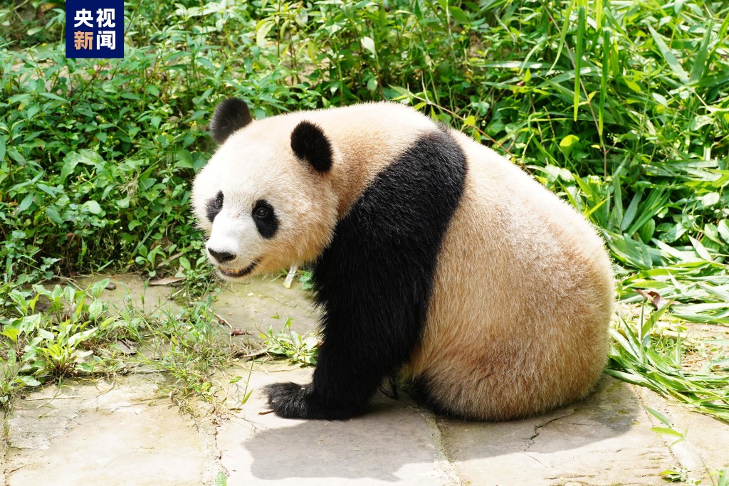 大熊貓「四海」。