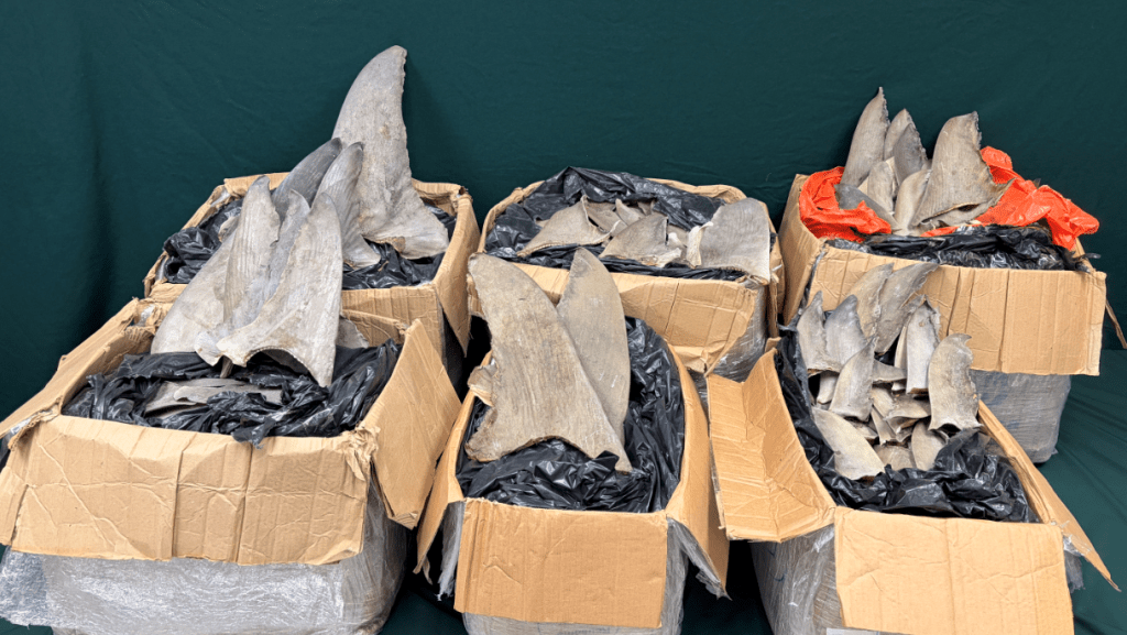 海關截查巴拿馬抵港貨物 檢獲28萬元受管制乾魚翅。海關圖片