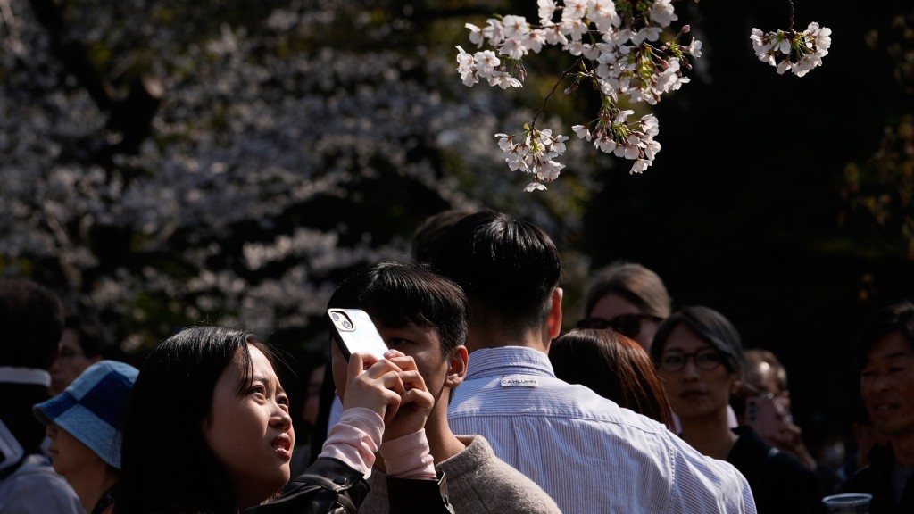 东京市中心樱花盛开,民众到上野公园赏花。 美联社 东京市中心樱花盛开,民众到上野公园赏花。 美联社