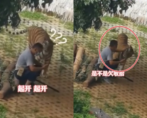 男子見老虎靠近,一手將牠推開。網圖
