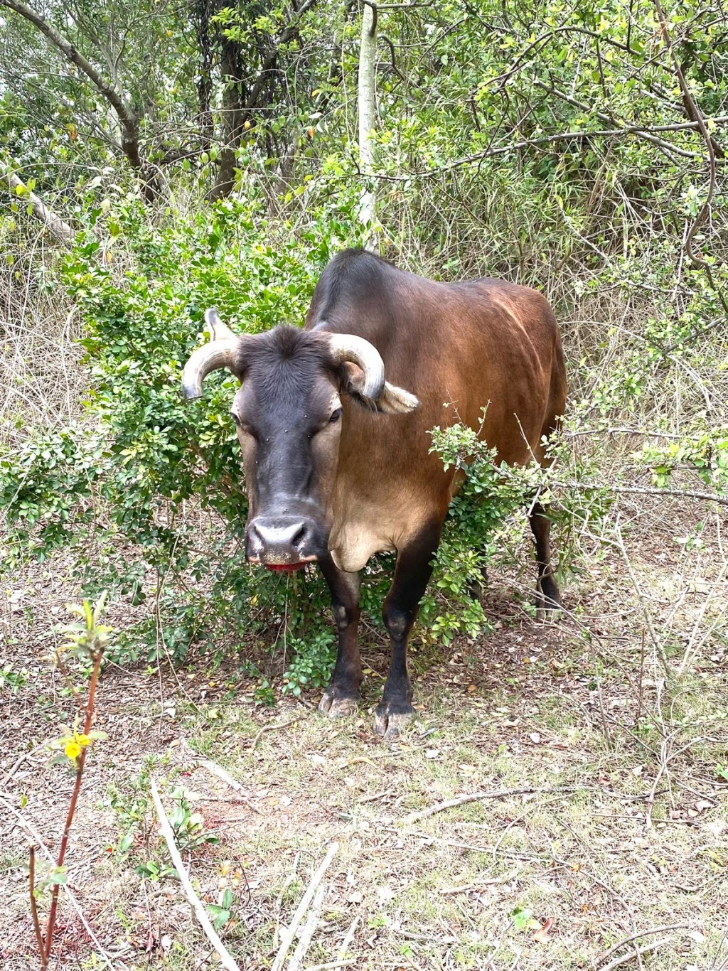 大嶼山接連出現牛隻離奇「吐血」。香港牛物種保育協會提供 大嶼山接連出現牛隻離奇「吐血」。香港牛物種保育協會提供
