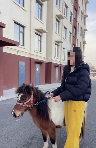 馬年將至,迷你馬在內地社交平台上爆紅。 馬年將至,迷你馬在內地社交平台上爆紅。