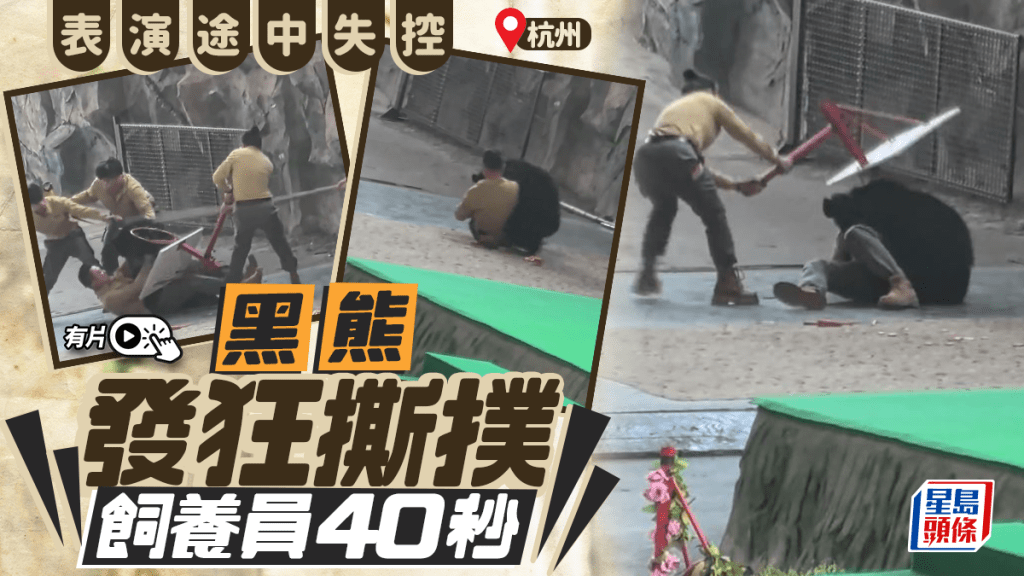 杭州野生動物園黑熊發狂 撕撲飼養員驚慄畫面曝光︱有片