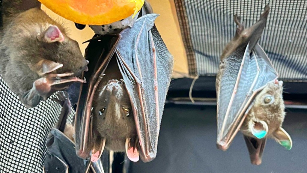 嘉道理農場暨植物園在過去三周，接獲3宗關於短吻果蝠進入校園的求助個案。嘉道理農場暨植物園fb圖片 