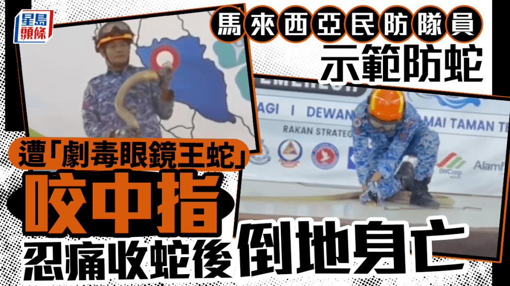 馬來西亞民防隊員示範防蛇 不慎遭「劇毒眼鏡王蛇」咬中指 忍痛收蛇後倒地身亡