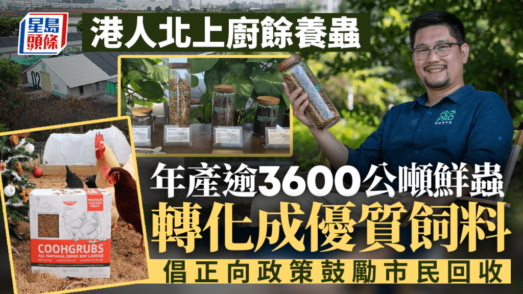 港人北上廚餘養蟲 年產逾3600公噸鮮蟲 轉化成優質飼料 倡正向政策鼓勵市民回收