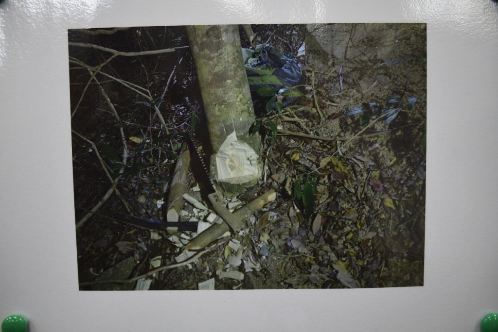 偷树党于2月4日至3月10日期间在南丫岛上砍伐至少13棵沉香树。