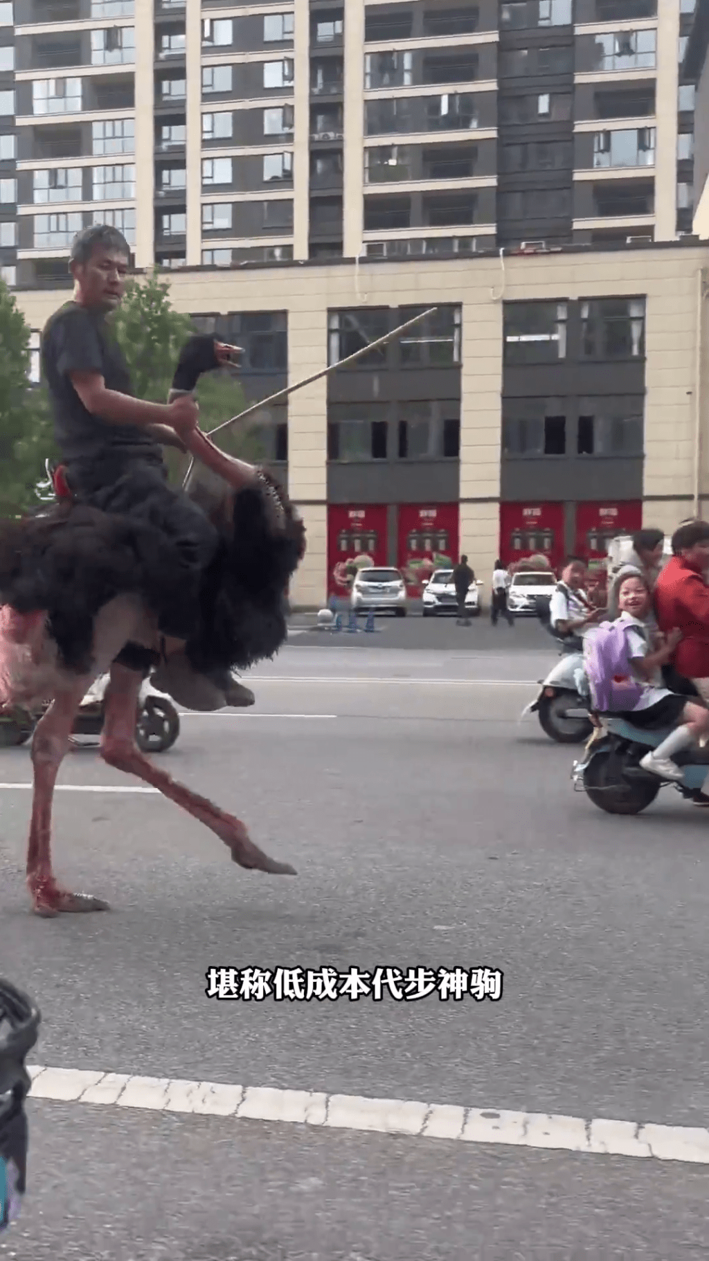 雲南男子騎鴕鳥代步,成網絡熱話。 雲南男子騎鴕鳥代步,成網絡熱話。
