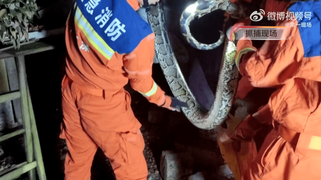 深圳消防抓捕2.5米大蟒蛇過程。 （第一現場，下同）