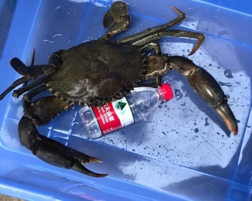 浙江寧波男子賀先生周三(4日)出海捕獲一隻重達3.2斤的野生青蟹王，打破內地紀錄。網圖