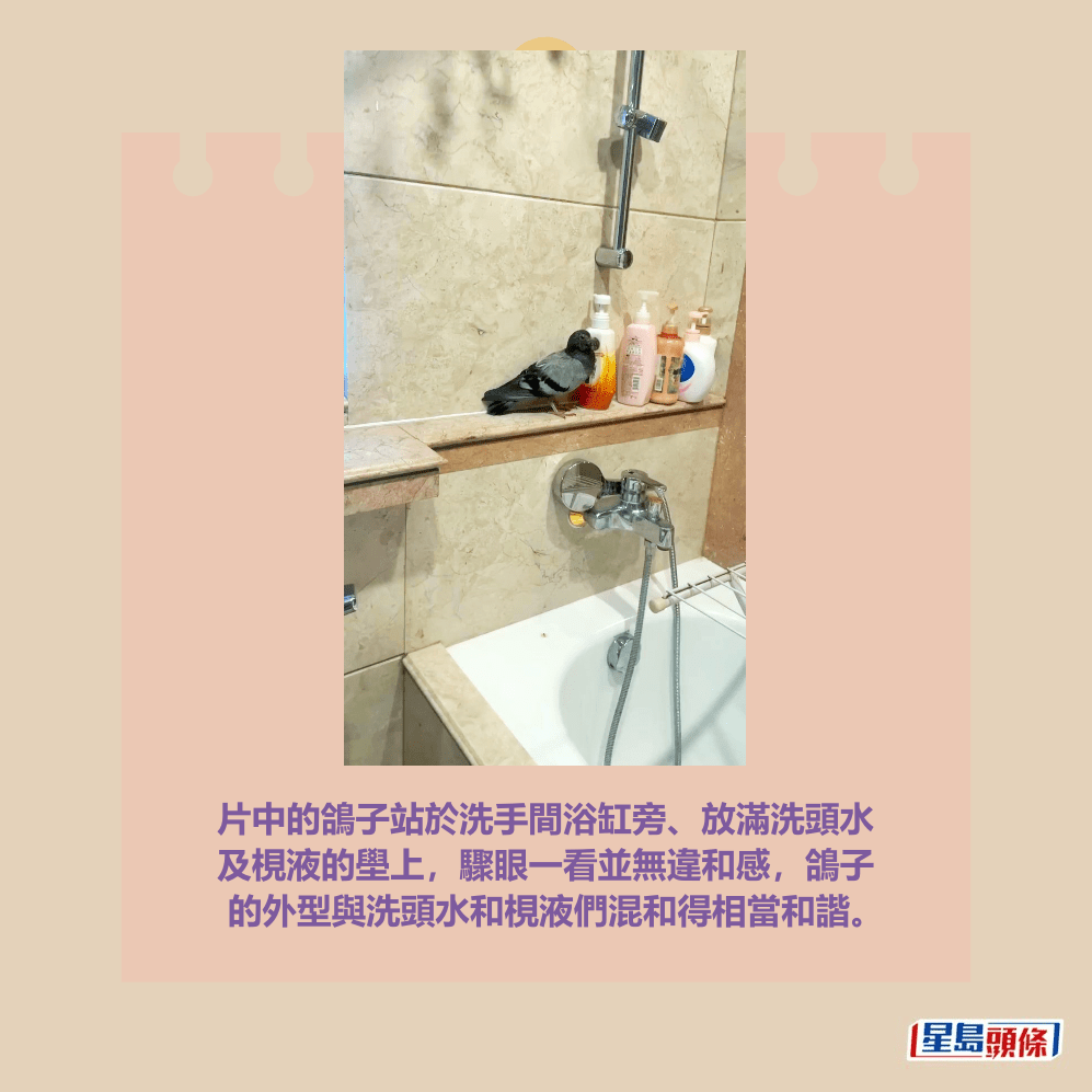 片中的鴿子站於洗手間浴缸旁、放滿洗頭水 及梘液的壆上,驟眼一看並無違和感,鴿子 的外型與洗頭水和梘液們混和得相當和諧。Threads截圖 片中的鴿子站於洗手間浴缸旁、放滿洗頭水 及梘液的壆上,驟眼一看並無違和感,鴿子 的外型與洗頭水和梘液們混和得相當和諧。Threads截圖