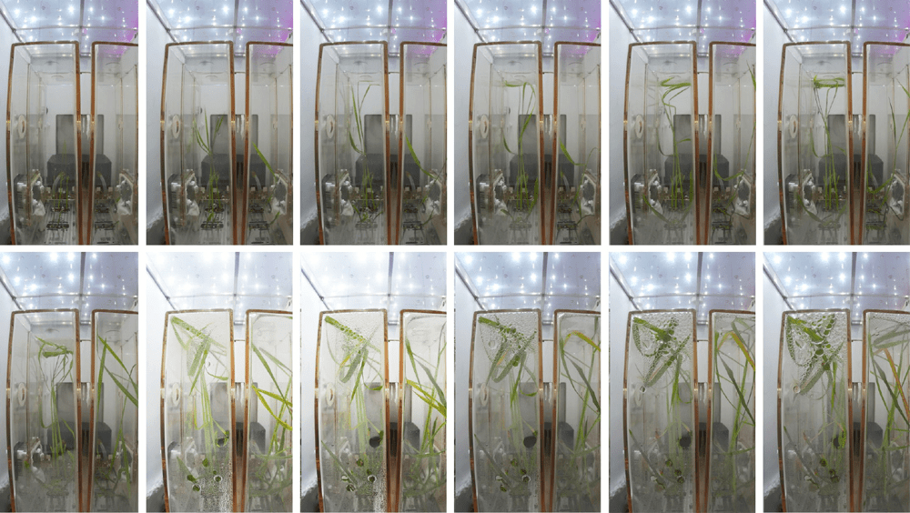 中國太空站問天實驗艙，植物生長狀態良好。