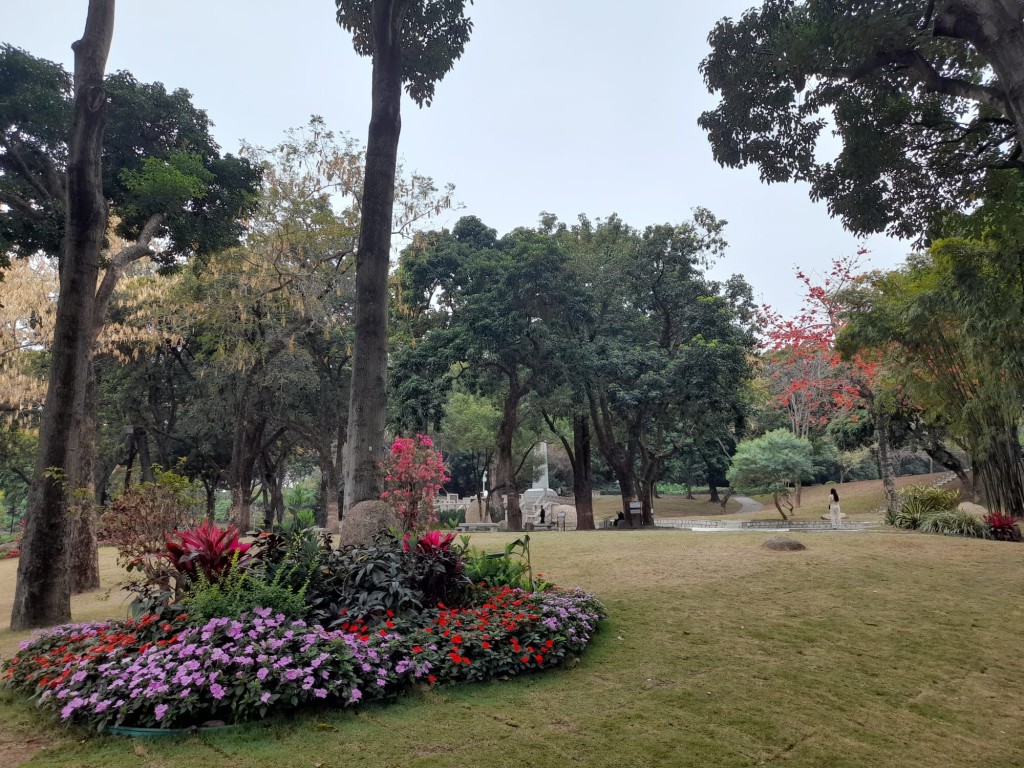 中山公園紅棉盛放。