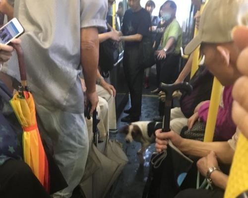 比高犬走上一輛巴士惟被車長帶下車。facebook