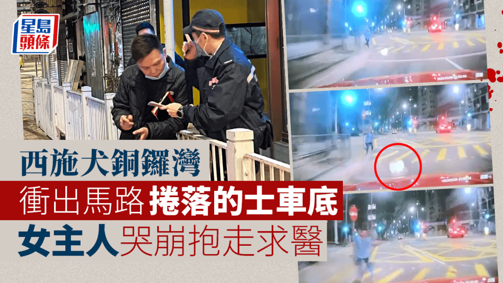 西施狗從行人路衝出被的士撞倒。(的士司機陳先生車CAM截圖)