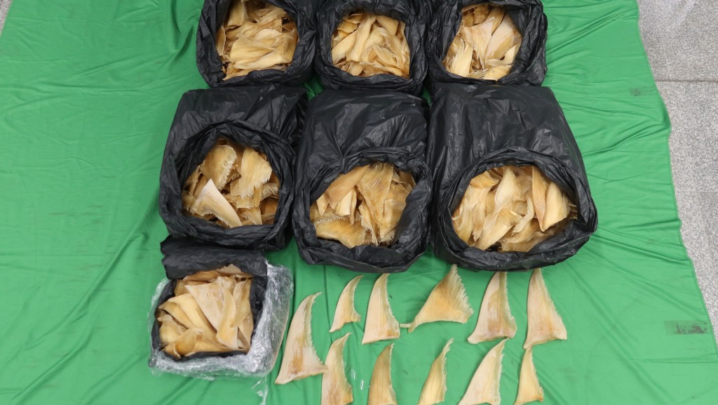 海關拘巴西抵港28歲女 檢行李內$21萬瀕危魚翅。海關圖片