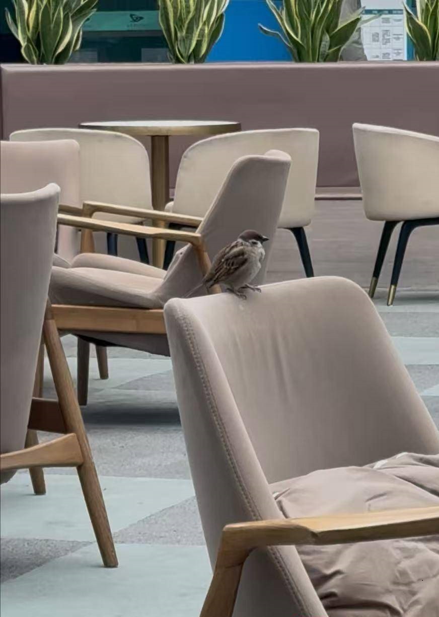 南京有麻雀誤飛入泳館滯留一年變肥嘟嘟。揚子晚報