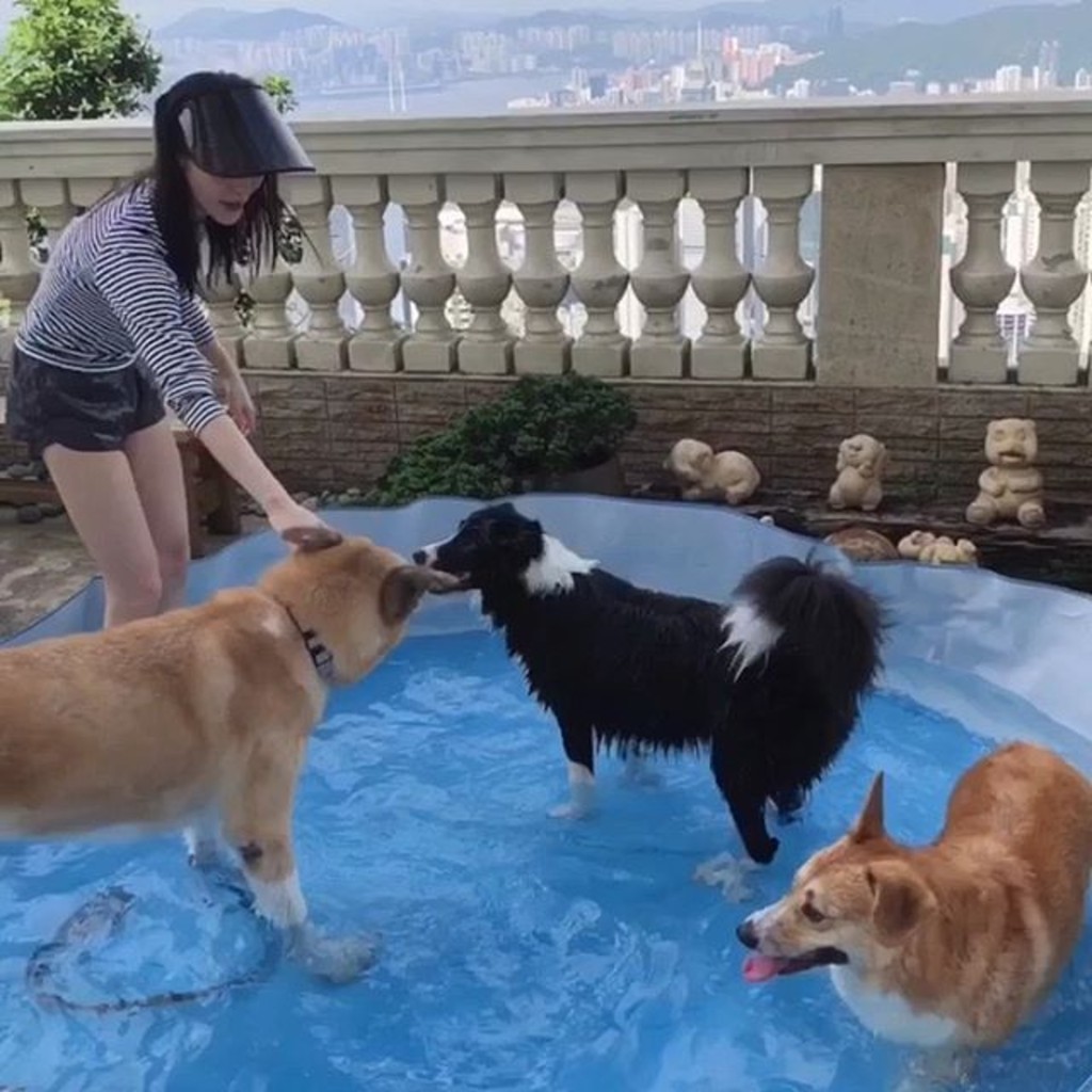 林夏薇的愛犬有私家泳池。