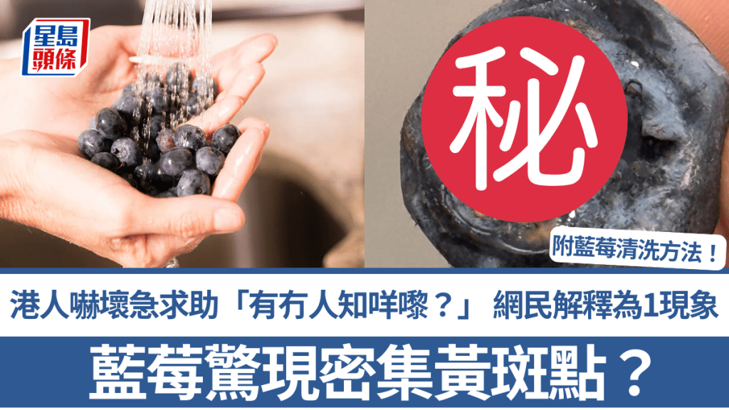 藍莓驚現密集黃斑點？港人嚇壞急求助「有冇人知咩嚟？」 網民解釋為1現象 附藍莓清洗方法