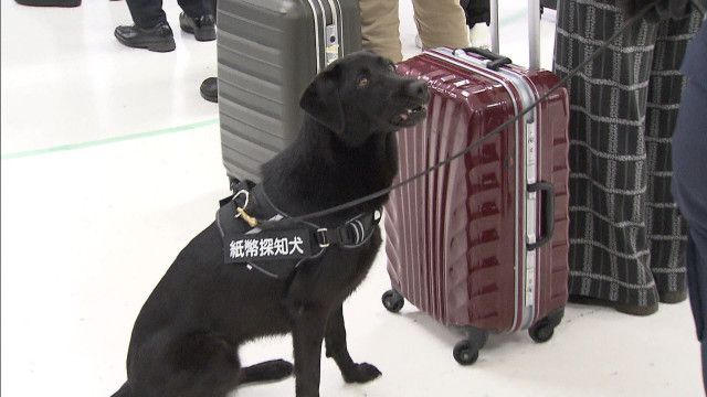 這種受訓狗隻可以嗅出攜帶大量紙幣的旅客。網上圖片