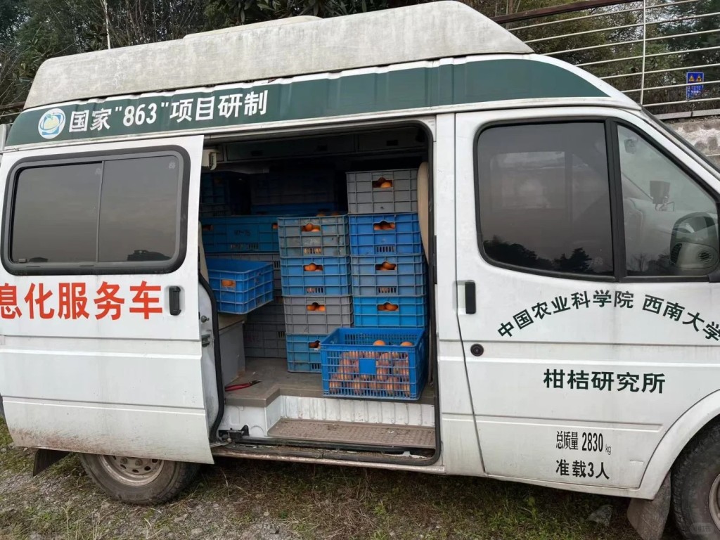 西南大學自種的柑橘「陽光二號」，網上開售首日即賣出三成。小紅書@繁花Li