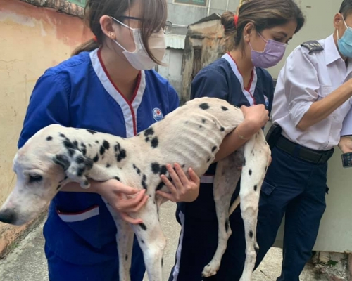 斑點狗瘦成皮包骨。Catherine's Puppies FB