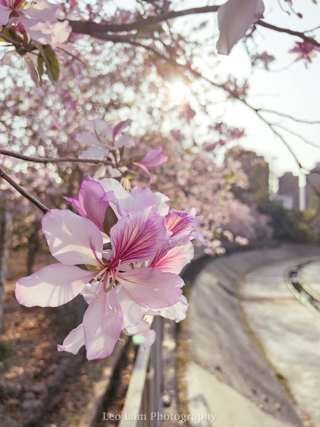 网民指“香港的宫粉不输日本的樱花”。图片授权Leo Lam