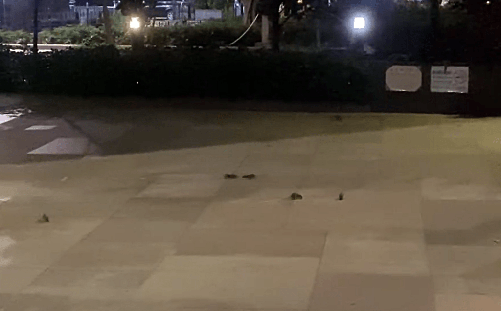 大角咀櫻桃街群鼠覓食，狀甚恐怖。網圖