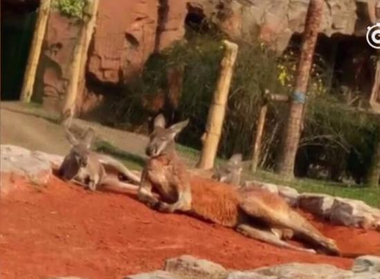 一名男子在動物園不停用石頭，向園內袋鼠擲去，原來是為了「影靚相」。