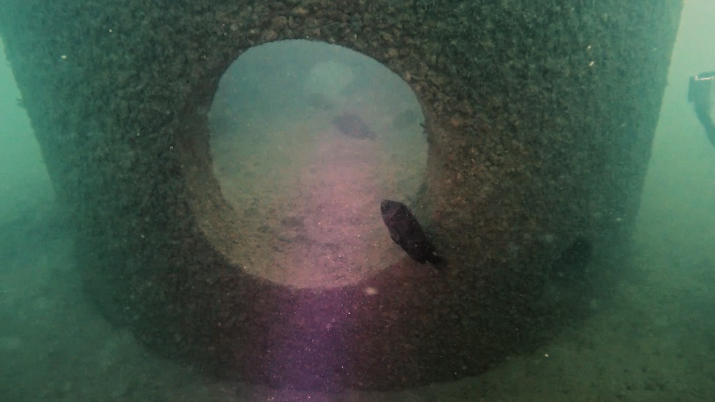 人工魚礁的酸鹼值亦調節至與海水酸鹼值相若，令海洋生物更快、更容易依附在魚礁上生長和寄居，有利提升水域的海洋生態。機管局圖片