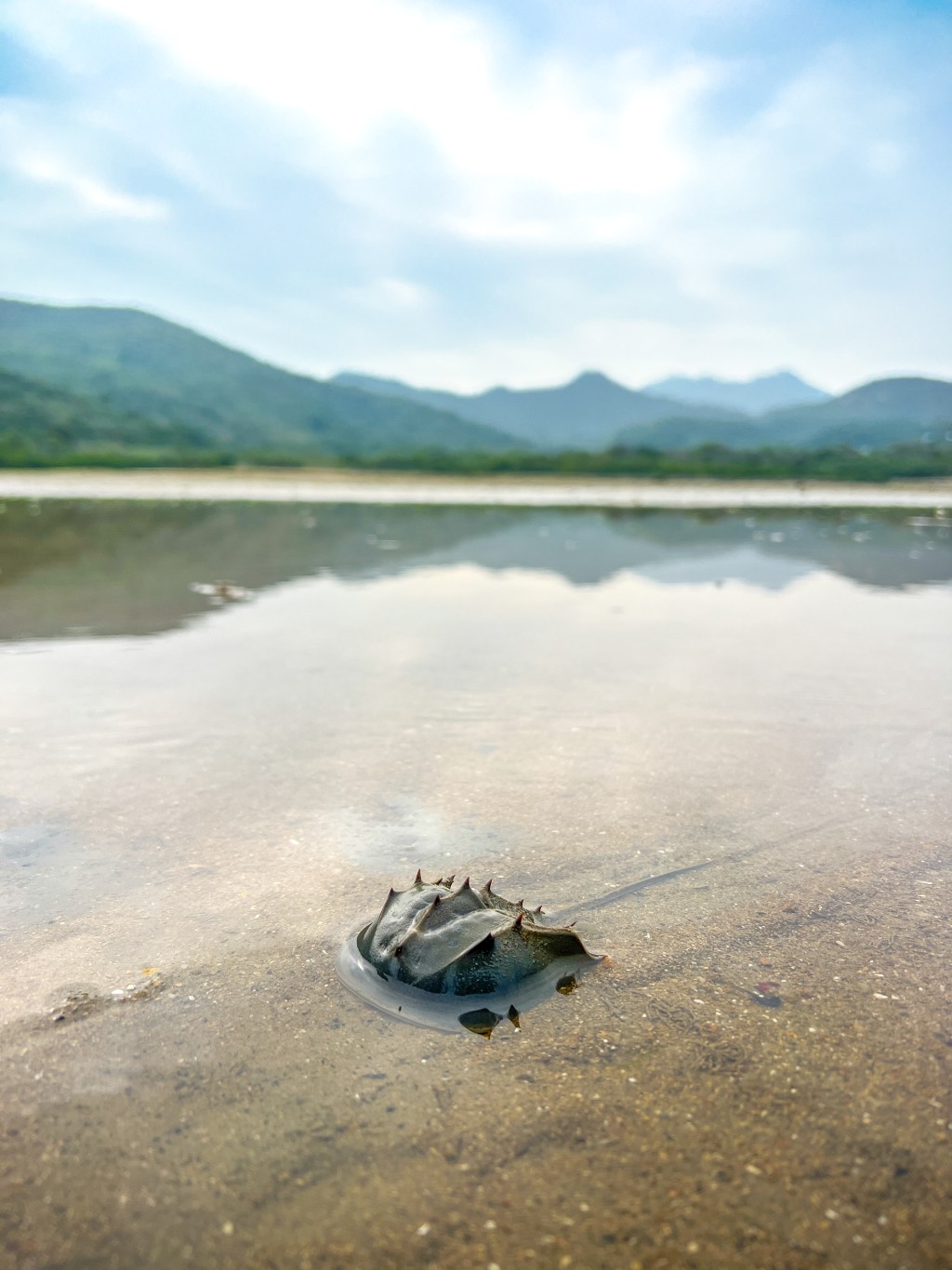 濒危物种中国鲎（马蹄蟹），陈玉基强调「一定要保育返呢个马蹄蟹」。信和集团提供图片