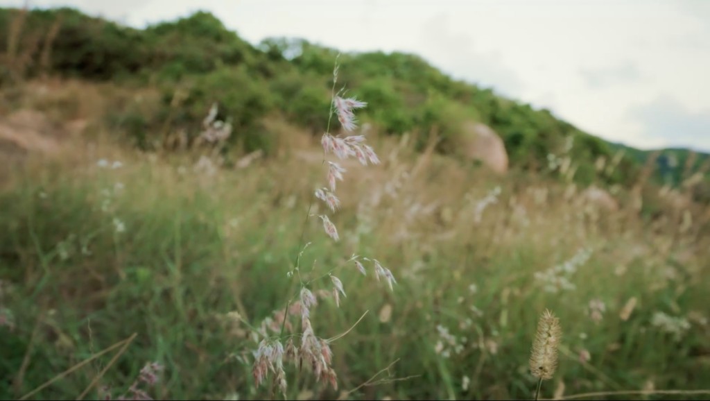 香港大部分海島的植被都以草本及灌叢為主。香港電台提供 香港大部分海島的植被都以草本及灌叢為主。香港電台提供