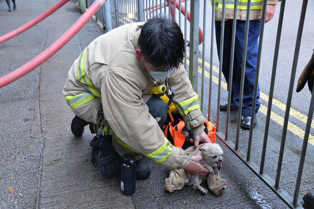 消防员在起火单位救出一只芝娃娃。