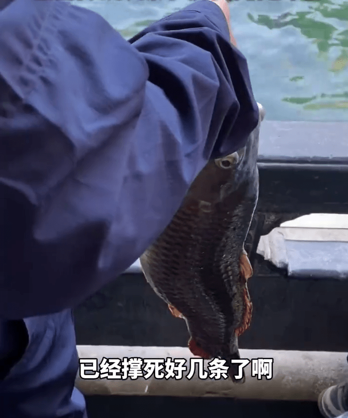 保安手持死魚勸阻遊客投餵。