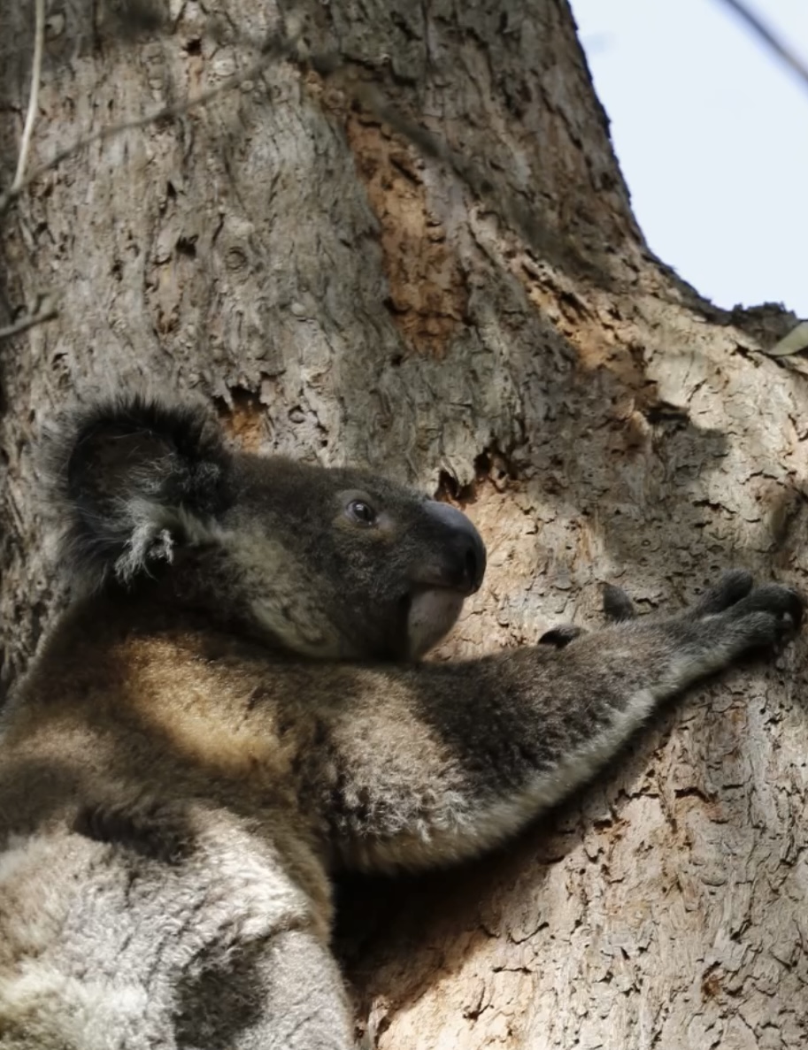 佩里獲救翌日已返回保護區爬樹吃樹葉。 fb / Koala Rescue Brisbane South