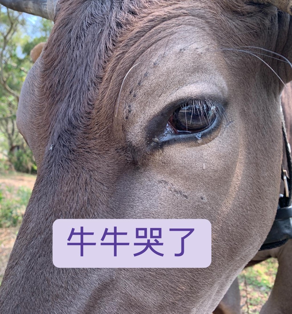 圖片轉載自:facebook西貢十四鄉村牛關注組。