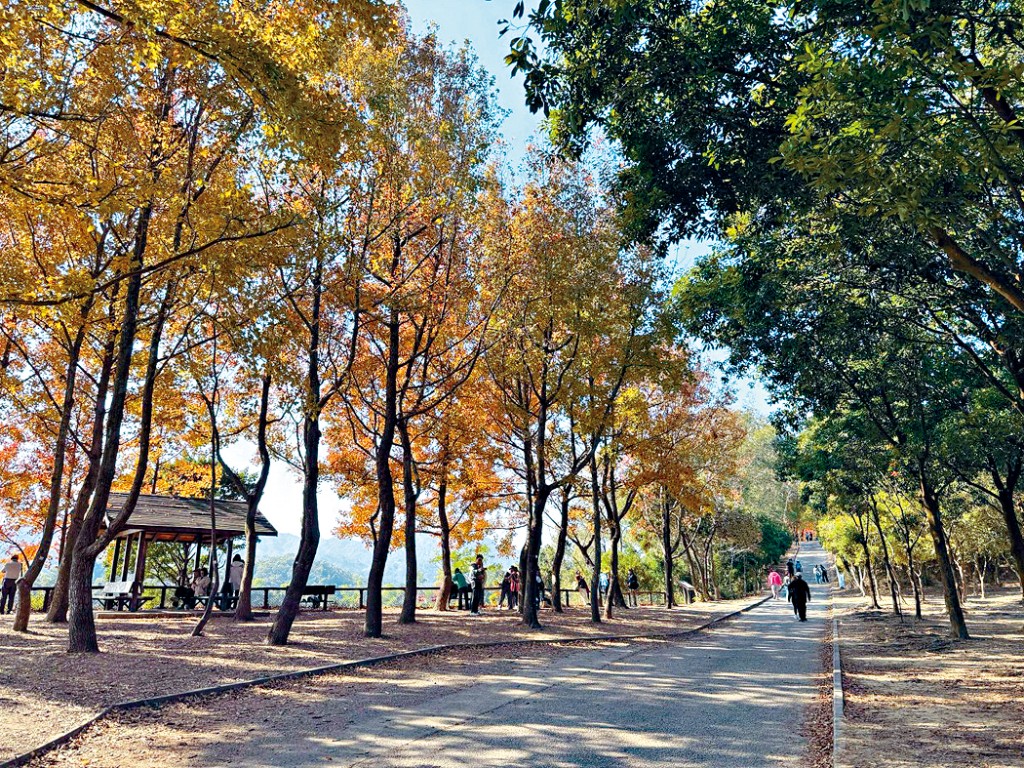 大欖郊野公園嘅楓香林有紅葉美景。
