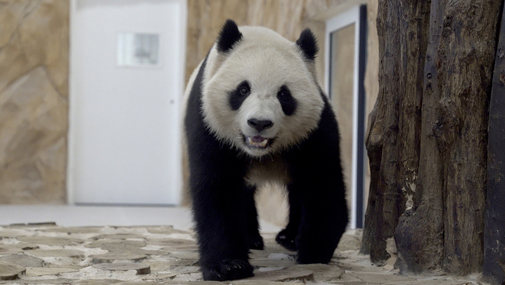 当地掀起报道中国大熊猫抵卡的热潮。AP