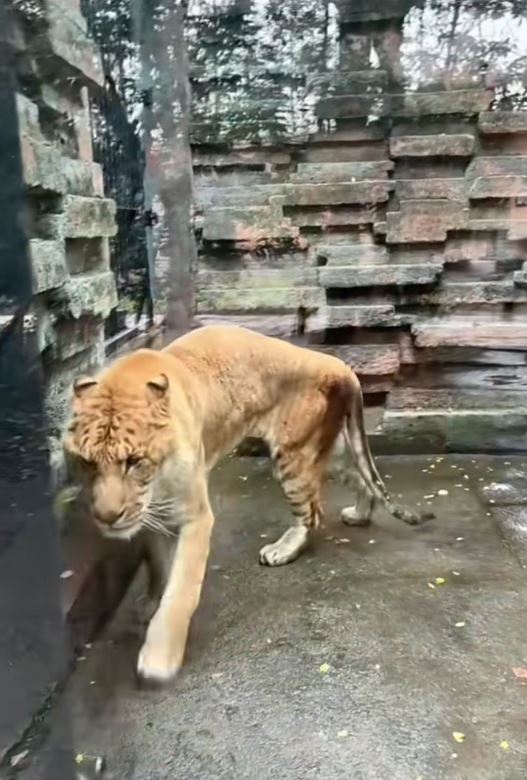 寧波野生動物園的獅虎獸被指「皮包骨」，引起外界關注其健康。