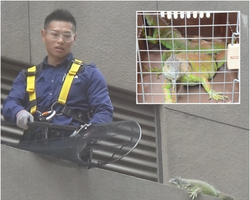 觀塘開源道一座工廈發現2條綠鬣蜥。
