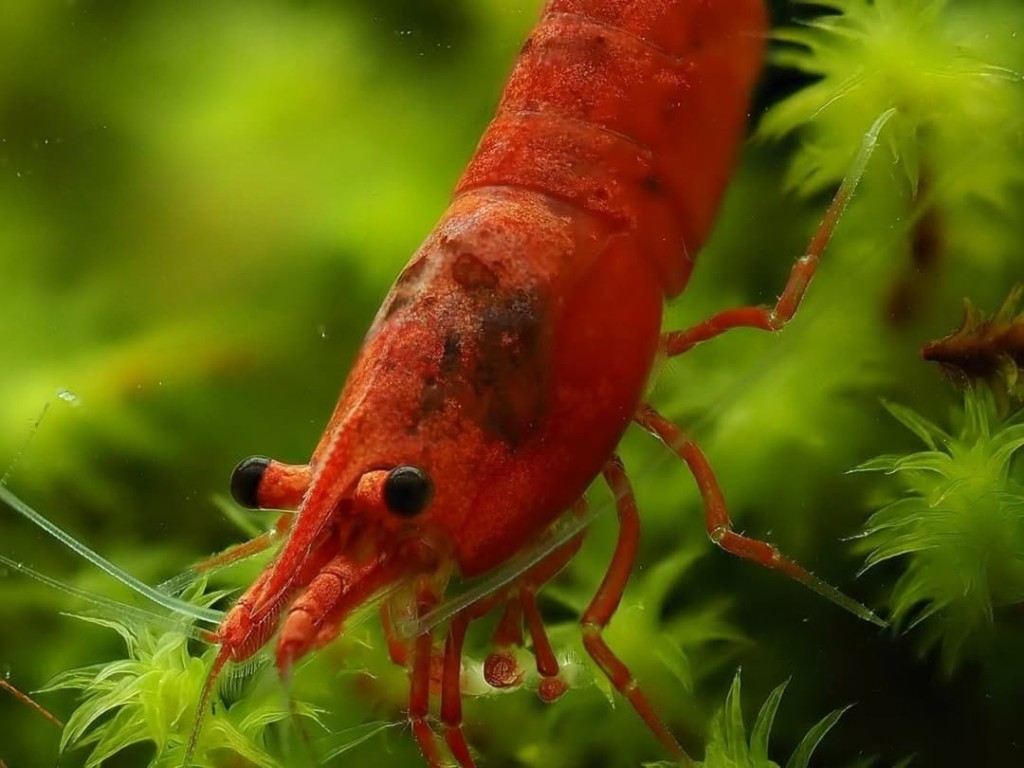 魚蝦雖可混養, 但也得視乎品種和大小,人工繁育的米蝦色彩鮮豔,觀 察其移動覓食也樂趣無窮。(圖片來源:香港水族藝術治療公司) 魚蝦雖可混養, 但也得視乎品種和大小,人工繁育的米蝦色彩鮮豔,觀 察其移動覓食也樂趣無窮。(圖片來源:香港水族藝術治療公司)