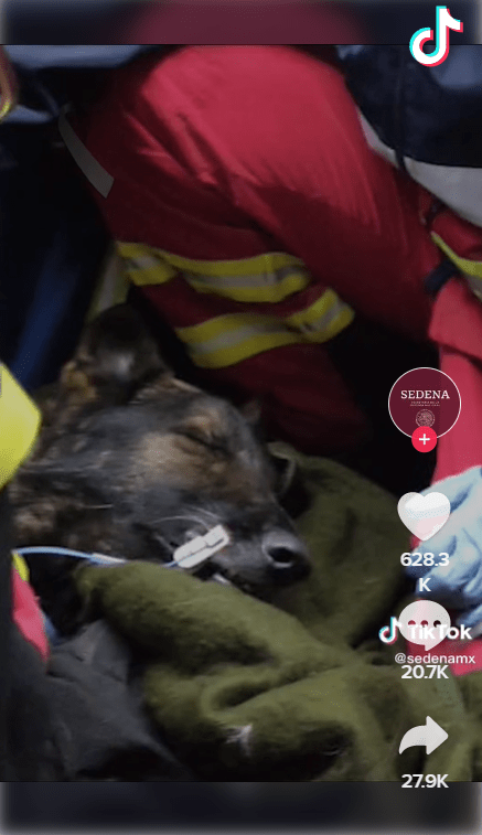 墨國搜救犬Proteo救災殉職，最後身影曝光。網片截圖
