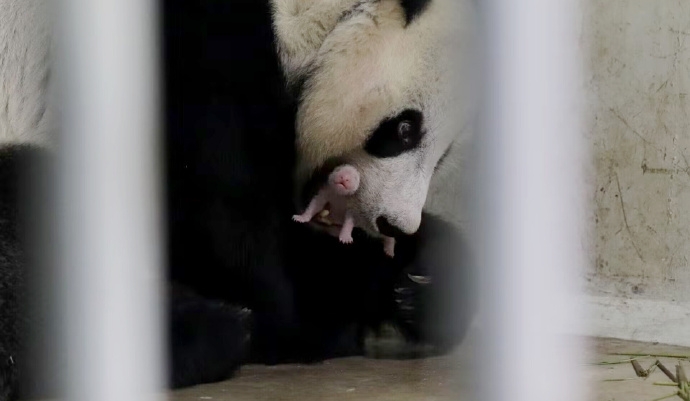 旅居印尼大熊貓「湖春」誕下幼崽。 中國大熊貓保護研究中心 旅居印尼大熊貓「湖春」誕下幼崽。 中國大熊貓保護研究中心