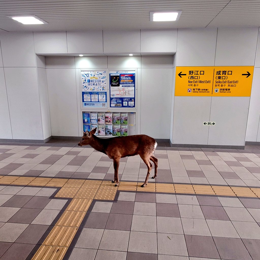 其中1只鹿游荡到JR野江站内部，引发网民热议。X@Teruki_Nosaki