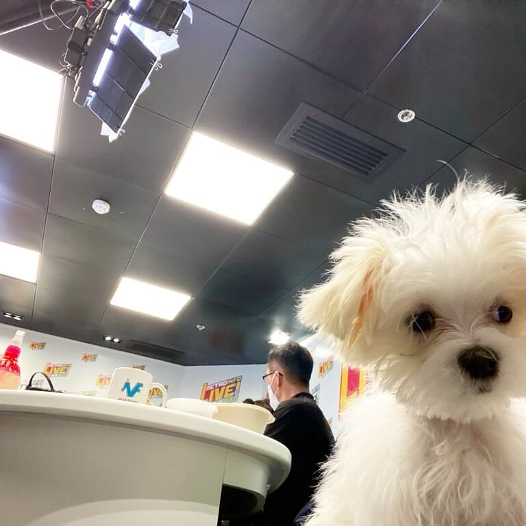 郑启泰日前携同爱犬「小豆」回新城电台开工。
